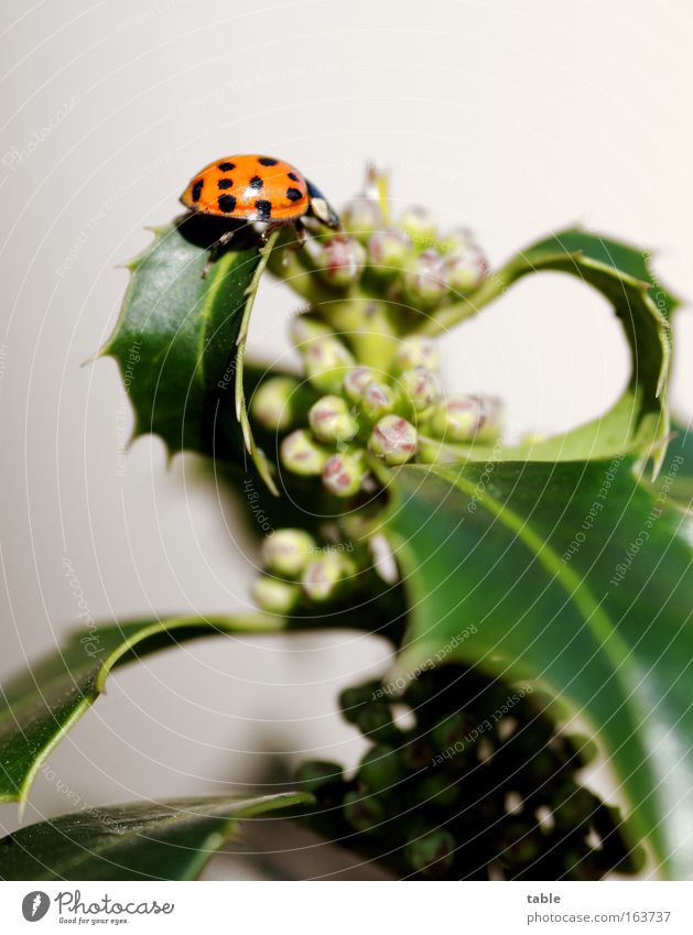 Mariechen beetle Colour photo Multicoloured Exterior shot Close-up Deserted Copy Space top Neutral Background Contrast Sunlight Animal portrait Plant Spring