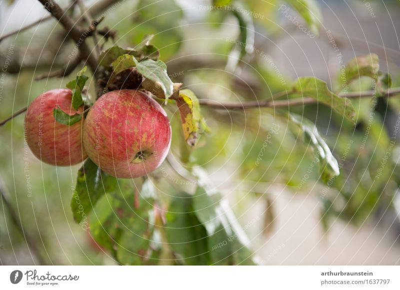 Ripe apples shortly before harvesting Food Fruit Nutrition Breakfast Organic produce Vegetarian diet Slow food Shopping Healthy Eating Fitness Overweight