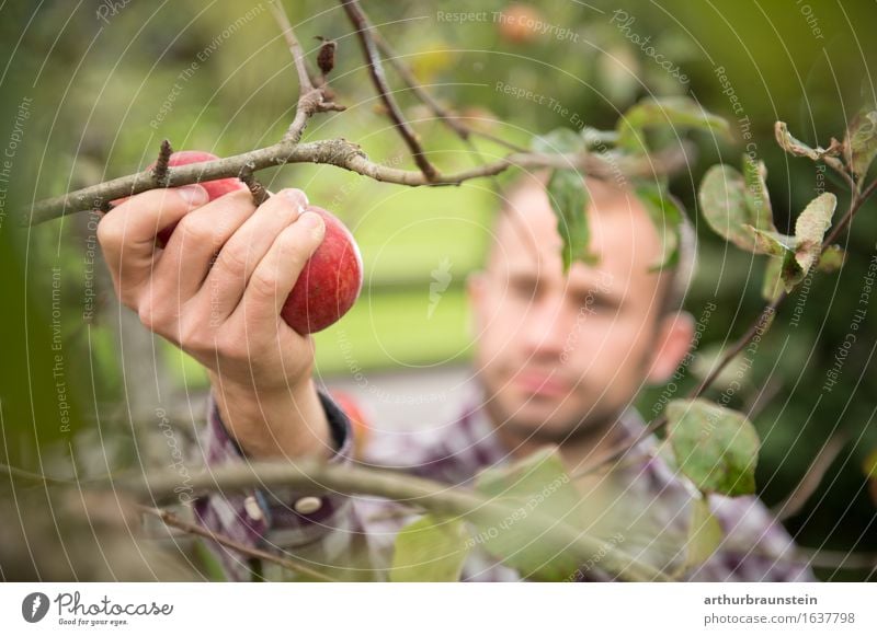 Young man harvesting apples Food Fruit Apple Nutrition Organic produce Vegetarian diet Healthy Eating Leisure and hobbies Handcrafts Summer Garden Gardening