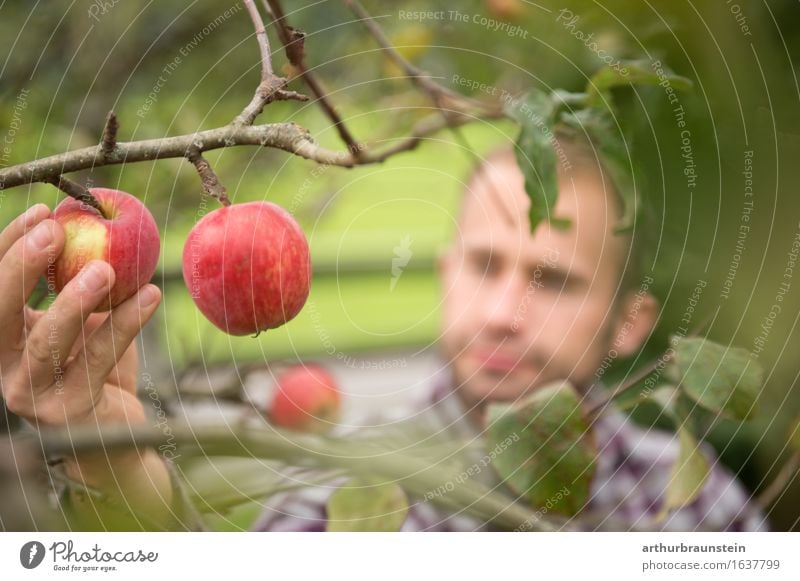 Young man at apple harvest Food Fruit Apple Nutrition Organic produce Vegetarian diet Harvest Healthy Eating Leisure and hobbies Tourism Summer Farmer