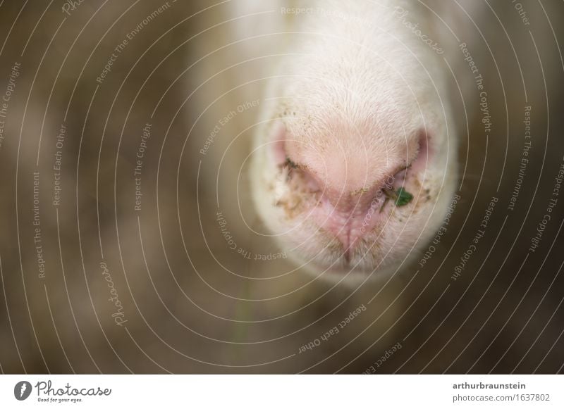 Sheep snout after eating Food Meat Nutrition Eating Healthy Eating Vacation & Travel Farm Farmer Agriculture Forestry Environment Nature Plant Field Animal