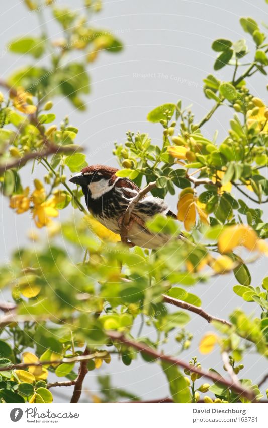 Sit & chill Colour photo Exterior shot Close-up Day Contrast Central perspective Animal portrait Looking away Nature Plant Spring Summer Bushes Leaf Blossom