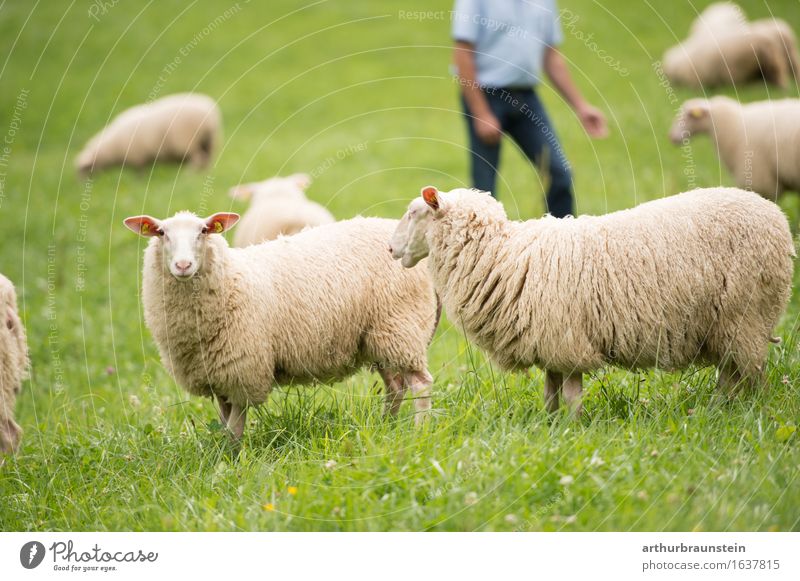 Shepherd with his sheep Healthy Eating Leisure and hobbies Tourism Freedom Human being Masculine Man Adults Life 1 45 - 60 years Environment Nature Meadow Field