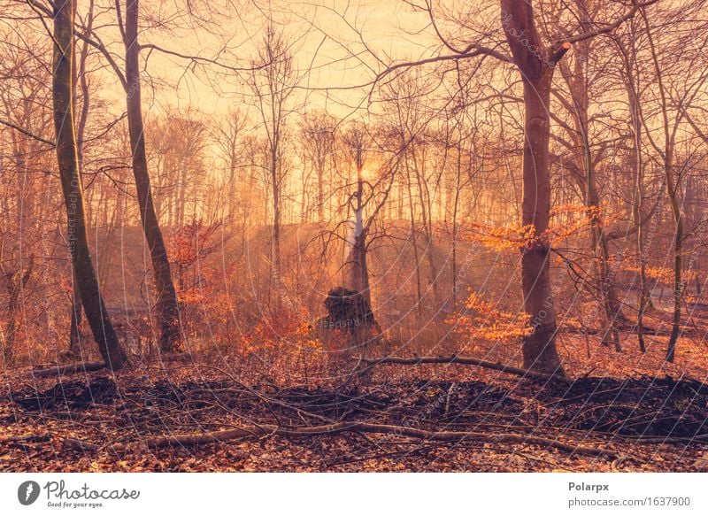 Rising sun in the forest with sunbeams in the mist Beautiful Summer Sun Environment Nature Landscape Autumn Fog Tree Leaf Park Forest Street Bright Green