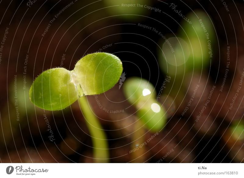 a motive grows Environment Nature Plant Earth Drops of water Spring Beautiful weather Flower Wild plant Meadow Discover Growth Esthetic Authentic Brown Green