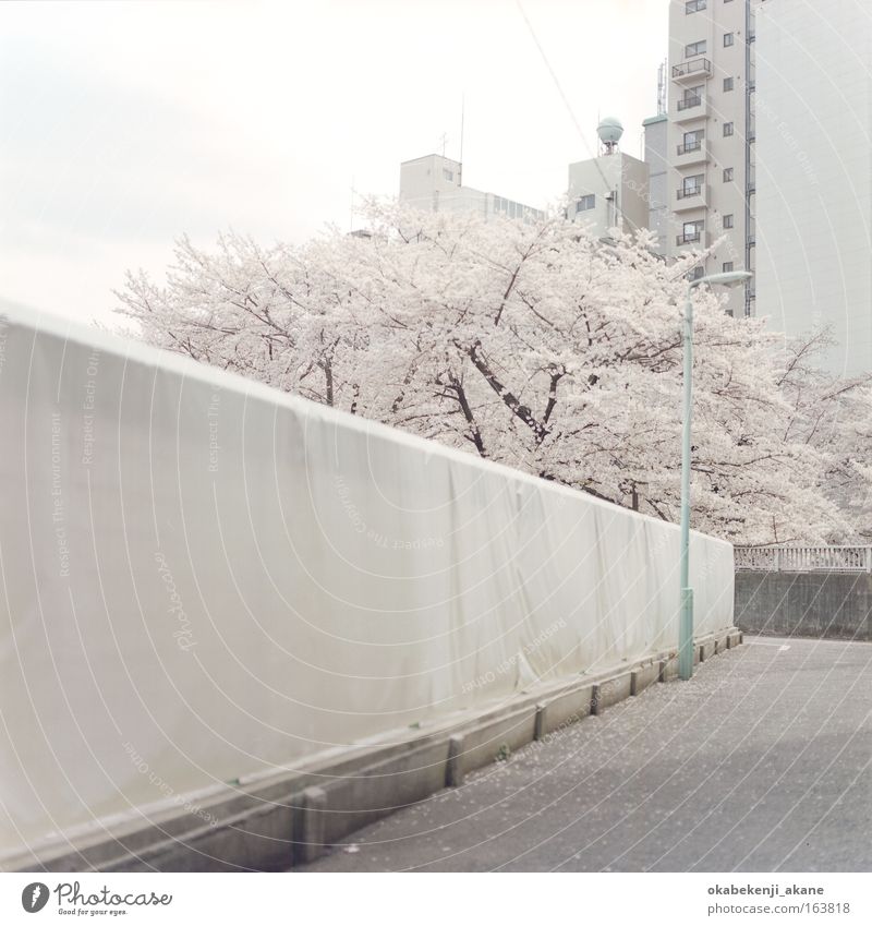 sakura #7 Colour photo Deserted Day Long shot Sky Clouds Tree Flower Blossom Tokyo Japan Asia Serene