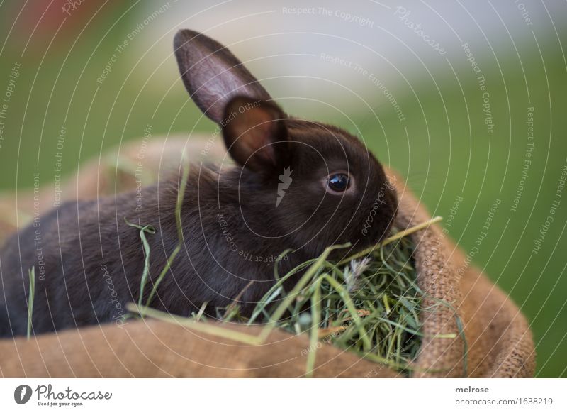 sniffffffffff Easter Summer Grass Hay Straw Garden Meadow Animal Pet Animal face Pelt Pygmy rabbit Hare ears Mammal Rodent 1 Baby animal jute bag Relaxation