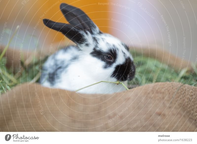 Rabbit in a straw jute bag Easter Hay Straw Animal Pet Animal face Pelt Pygmy rabbit mammals Rodent Hare ears Snout 1 Baby animal feed bag Relaxation To enjoy