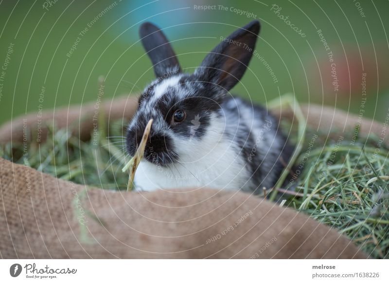 wait wait wait Easter Grass Hay Straw Garden Animal Pet Animal face Pelt Hare ears Snout Pygmy rabbit mammals Rodent 1 Baby animal Boredom jute bag Relaxation