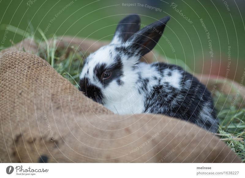 am sooo shy Easter Hay Straw Garden Meadow Animal Pet Animal face Pelt Hare ears Pygmy rabbit Mammal Rodent 1 Baby animal jute bag Relaxation To enjoy