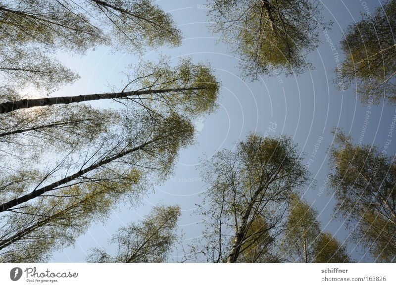 birch pollen allergy Colour photo Exterior shot Deserted Day Sunlight Sunbeam Wide angle Upward Environment Nature Plant Spring Beautiful weather Tree Forest