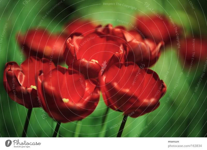 Something's blossoming! Colour photo Exterior shot Close-up Detail Deserted Copy Space right Day Contrast Shallow depth of field Long shot Elegant Harmonious