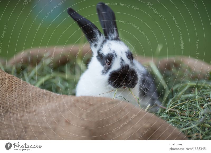 Boredom sigh ... Easter Hay Straw Garden Animal Pet Animal face Pelt Snout Hare ears mammals Rodent Pygmy rabbit 1 Baby animal jute bag Relaxation To enjoy Wait