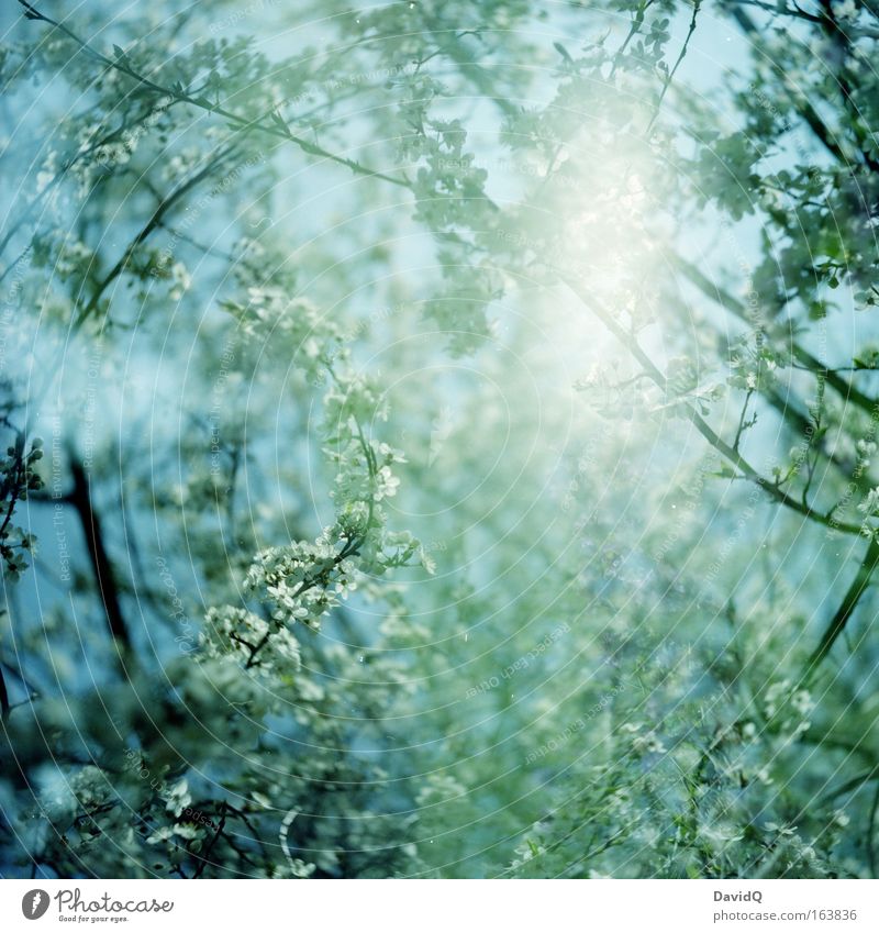 I am a deep sea diver Colour photo Exterior shot Experimental Deserted Day Light Light (Natural Phenomenon) Sunlight Sunbeam Back-light Upward Nature Plant Sky