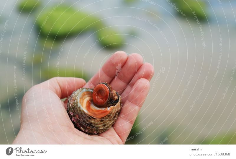 beach dwellers Mussel Snail Ocean Beach Portugal Resident Sand Algarve Animal Disgust Find amass