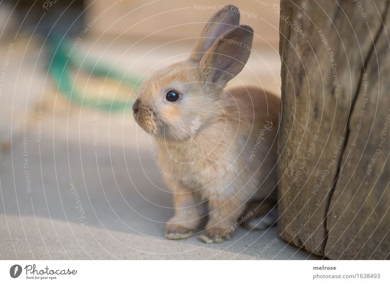 Have you had enough of me? Elegant Style Easter Garden Animal Pet Animal face Pelt Paw hare spoon Pygmy rabbit Mammal Rodent 1 Baby animal Stone slab