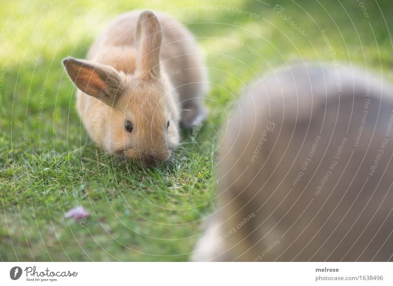 AB grasses ... Easter Grass Garden Meadow Animal Pet Animal face Pelt Rodent sawflies hare spoon Pygmy rabbit 1 Baby animal To feed To enjoy Cuddly Small