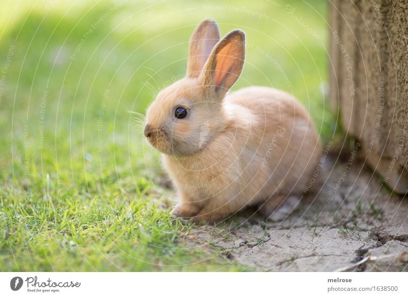 so a liabs Gschau ... Easter Beautiful weather Grass Garden Meadow Animal Pet Animal face Pelt Pygmy rabbit Rodent Hare ears mammals Snout 1 Baby animal