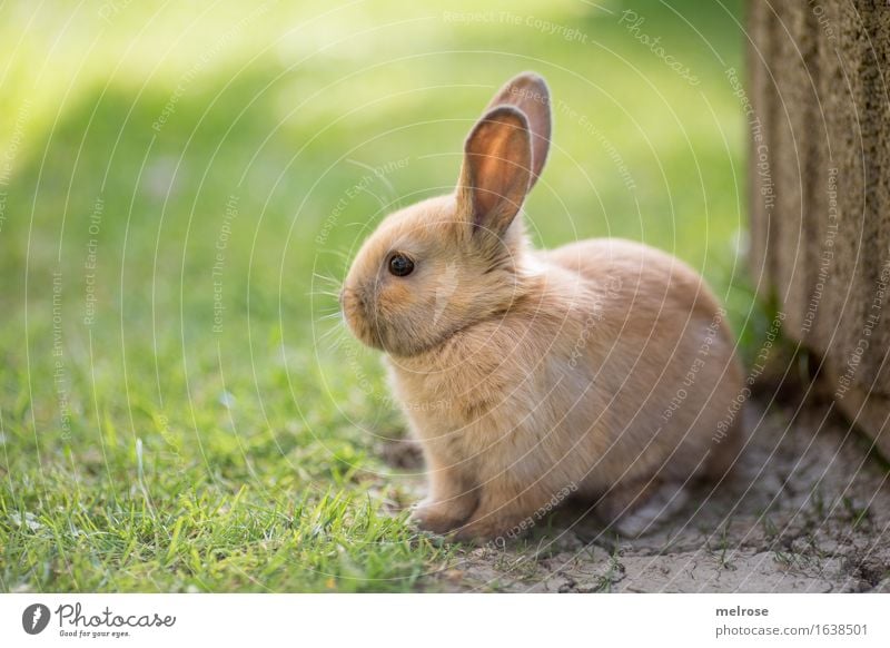 I wait ... Easter Grass Garden Meadow Animal Pet Animal face Pelt Paw Hare ears Pygmy rabbit Mammal Rodent 1 Baby animal Relaxation To enjoy Wait Cuddly Small