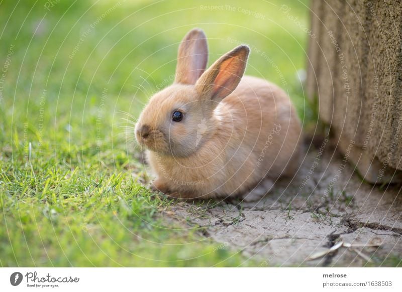 Waiting for the WE Easter Grass Straw Hay Garden Meadow Animal Pet Animal face Pelt Snout Hare ears Pygmy rabbit Mammal Rodent 1 Baby animal Stone slab