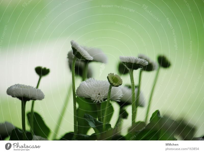 group photo Colour photo Exterior shot Close-up Copy Space top Neutral Background Day Blur Profile Plant Flower Blossom Growth Fresh Green White bellies