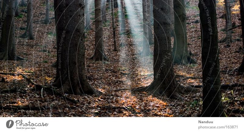 Hänsel's Path Colour photo Subdued colour Exterior shot Deserted Evening Light Light (Natural Phenomenon) Sunbeam Back-light Environment Nature Plant Elements