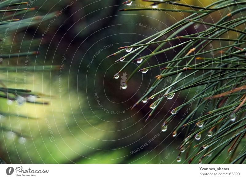 Tears of nature Environment Nature Water Drops of water Spring Autumn Weather Bad weather Rain Thunder and lightning Plant Tree Bushes Foliage plant Wild plant