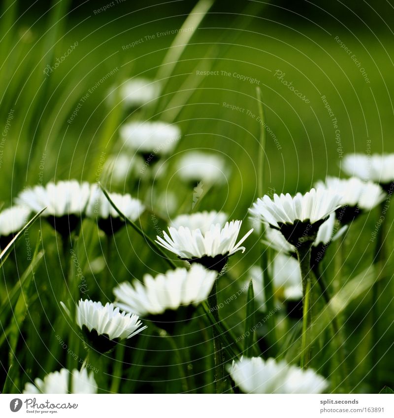 i hope tomorrow is like today Colour photo Exterior shot Close-up Deserted Copy Space top Day Blur Environment Nature Plant Spring Summer Beautiful weather