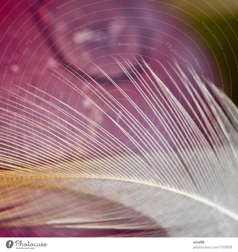 Is Easter already around? Colour photo Multicoloured Close-up Detail Macro (Extreme close-up) Decoration Kitsch Odds and ends Esthetic Pink White Feather Egg