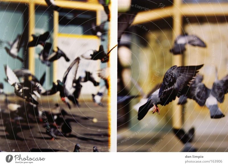 pigeons 2 Colour photo Exterior shot Deserted Shallow depth of field Bird's-eye view Nature Animal Pet Farm animal Pigeon Flock Flying Feeding Free Infinity