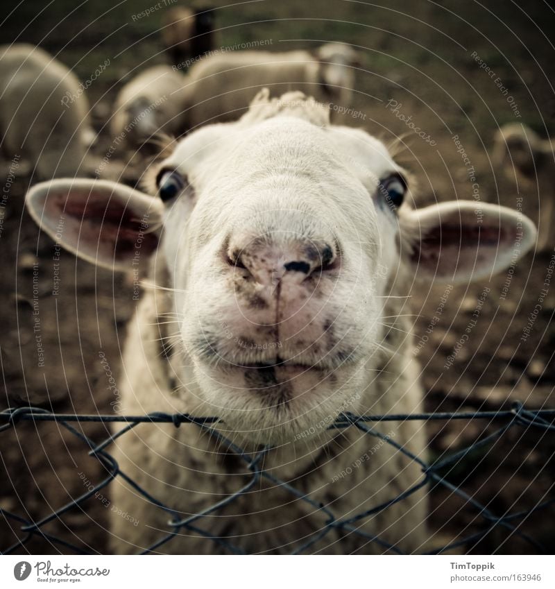 Animal Farm #2 Subdued colour Exterior shot Animal portrait Looking into the camera Farm animal Animal face Pelt 1 Happiness Crazy Love of animals Curiosity