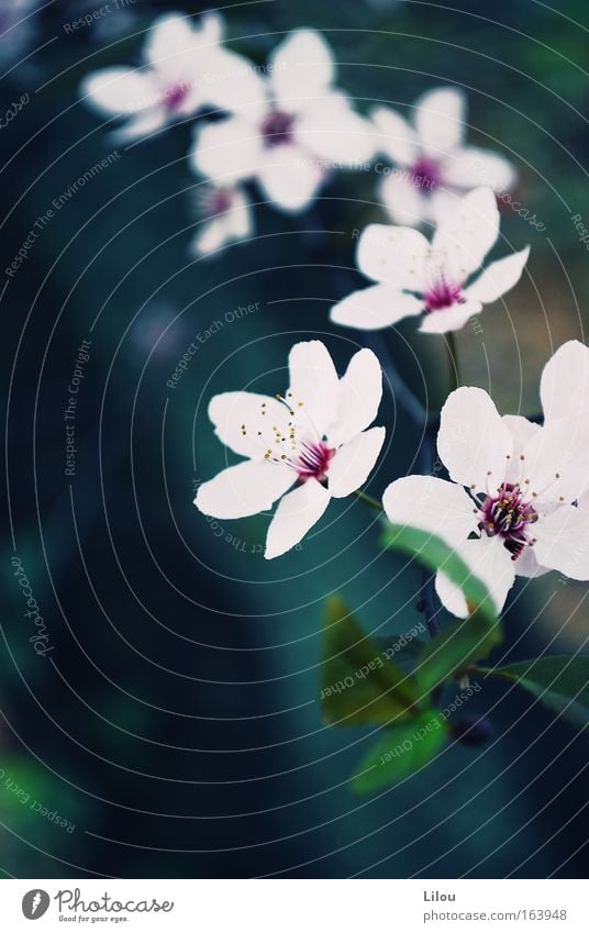 Flower string. Colour photo Exterior shot Close-up Deserted Day Blur Landscape Plant Spring Tree Blossom Blue Green Pink White Blossoming