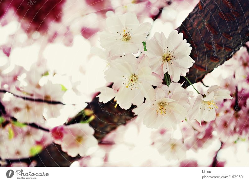 Spring is pink. Colour photo Exterior shot Close-up Deserted Day Blur Nature Plant Tree Blossom Park Blossoming Brown Yellow Pink Red White Branch Twig Wood