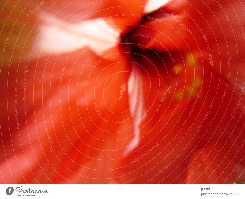 Red as hibiscus Plant Blossom Pot plant Hibiscus Middle Colour photo Exterior shot Copy Space bottom Light Blur Central perspective