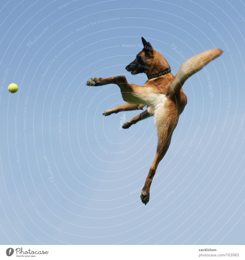 flying dog cash Colour photo Animal portrait Fitness Sports Training Ball sports Sky only Pet Dog Belgian Shepherd Dog Movement Catch Jump Romp Wait Throw