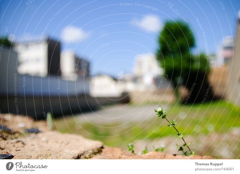 Green between houses Colour photo Exterior shot Deserted Copy Space top Day Sky Clouds Spring Plant Tree Garden Offenbach Hesse Europe Germany Town