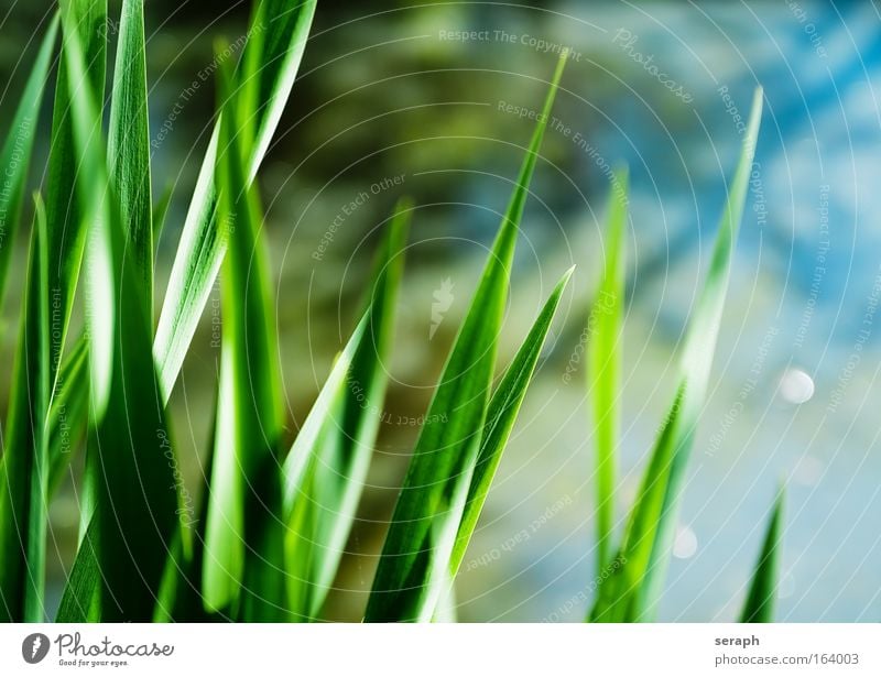 Grassland Common Reed biotopes cane grass blades of grass reed stem Contrast confused stems grassla nature flora Floral Meadow crosswise blured herb