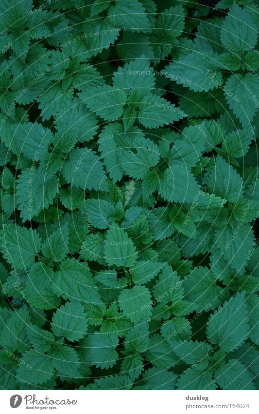 stinging nettle Colour photo Exterior shot Close-up Detail Macro (Extreme close-up) Deserted Bird's-eye view Downward Environment Nature Plant Grass Bushes Leaf