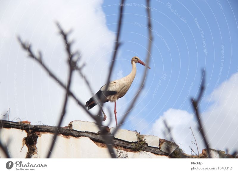 stork Sky Clouds Beautiful weather Wild animal Bird Wing Stork 1 Animal Observe Flying Esthetic Threat Blue Black White Power Attentive Watchfulness Mistrust