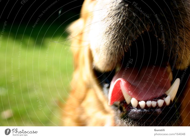 Franz. Colour photo Exterior shot Pet Dog Animal face 1 Breathe Set of teeth Tongue Snout