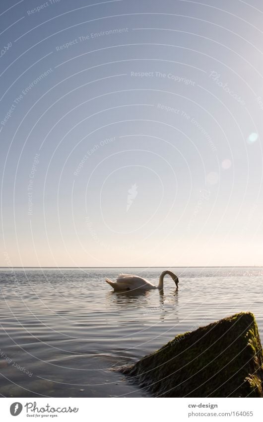 I'm swaning! Colour photo Exterior shot Copy Space top Copy Space middle Morning Light Reflection Back-light Worm's-eye view Profile Downward Safari Ocean