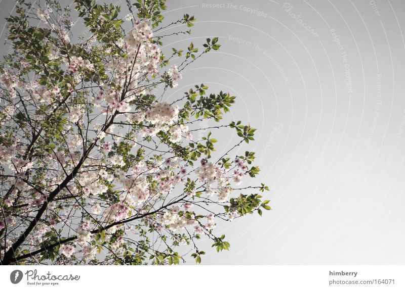 silver blossom Colour photo Subdued colour Multicoloured Exterior shot Detail Deserted Copy Space right Evening Twilight Contrast Deep depth of field Harmonious