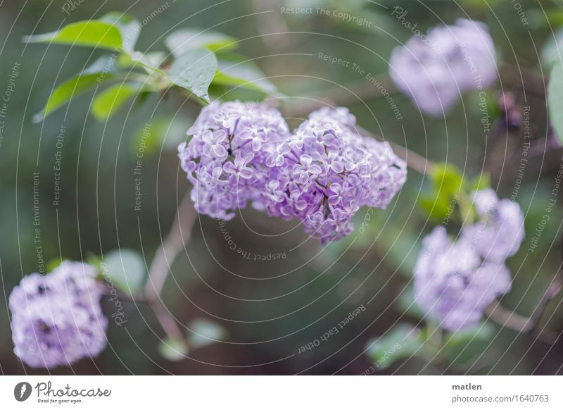 the most beautiful season of the year Nature Plant Spring Bushes Leaf Blossom Deserted Blossoming Green Violet Lilac May Colour photo Subdued colour