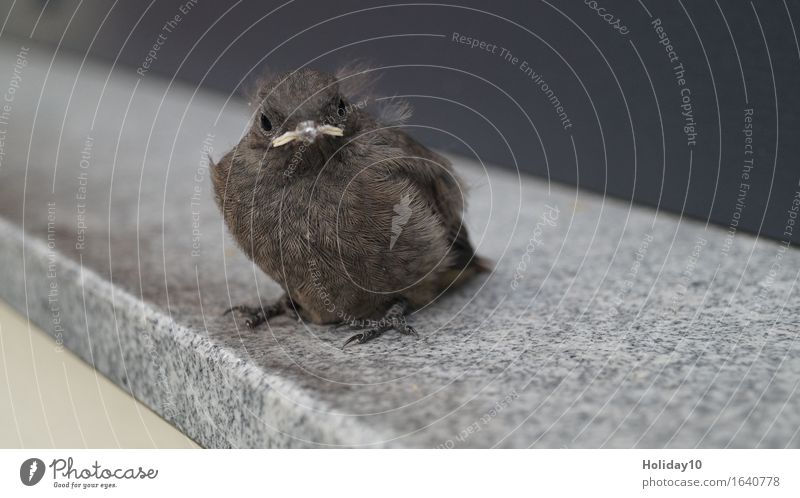 Garden Redstart Bird 1 Animal Curiosity Brown Young bird Window board fledged Feather Colour photo Exterior shot Isolated Image Day Shallow depth of field