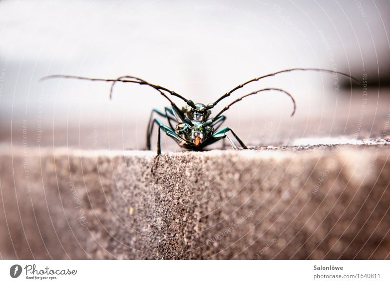 A big Beetlelove Environment Nature Animal Wild animal 2 Animal family Stone Crawl Love Elegant Glittering Green Sympathy Together Love of animals Infatuation