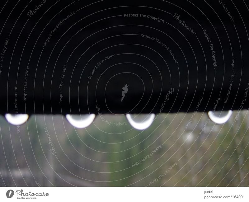 drops times four Nature Rain Wet Green Black White 4 Things Joist Colour photo Exterior shot Detail Deserted Copy Space top Copy Space bottom Copy Space middle