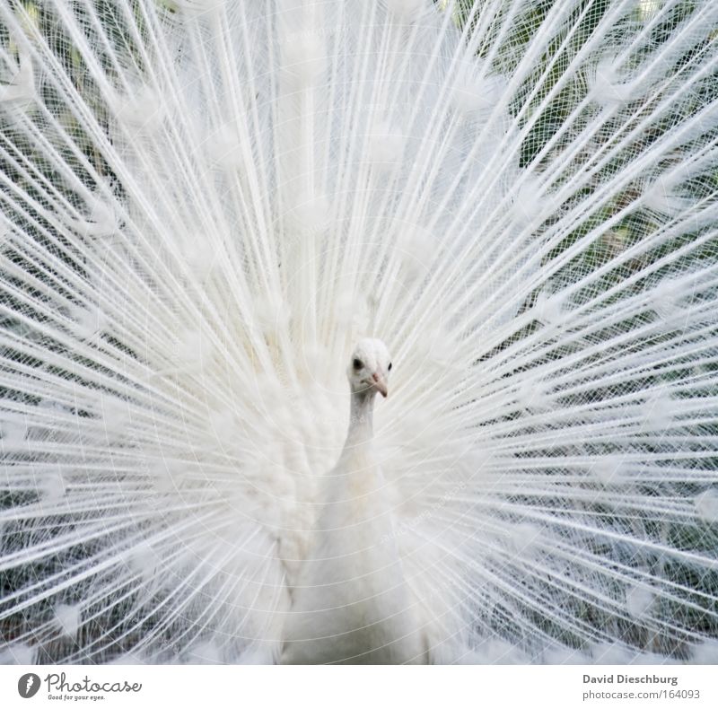 The charms of a peacock Colour photo Structures and shapes Copy Space left Copy Space right Copy Space top Deep depth of field Central perspective Looking