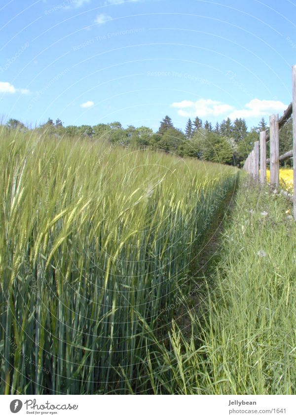 meadow edge Meadow Grass Fence Edge of the forest Footpath Clouds Sky Lanes & trails