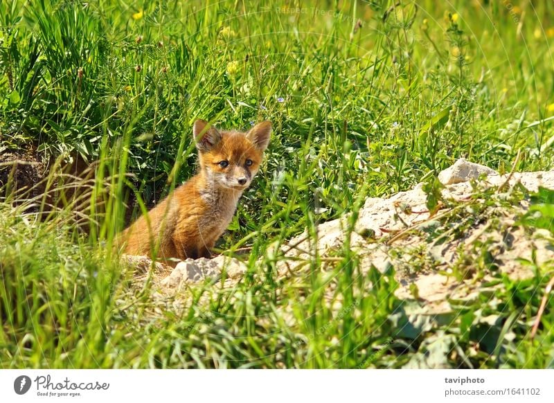 young red fox Beautiful Face Baby Woman Adults Family & Relations Youth (Young adults) Nature Animal Grass Forest Fur coat Dog Baby animal Stand Small Cute Wild