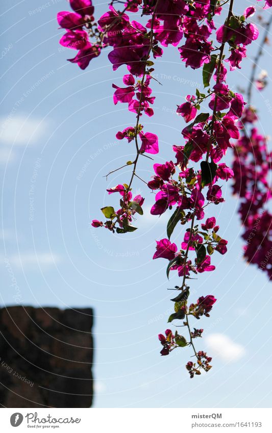 Bougainvillea. Art Environment Nature Esthetic Flower Mediterranean Pink Blossoming Fuerteventura Blue sky Vacation photo Vacation mood Colour photo